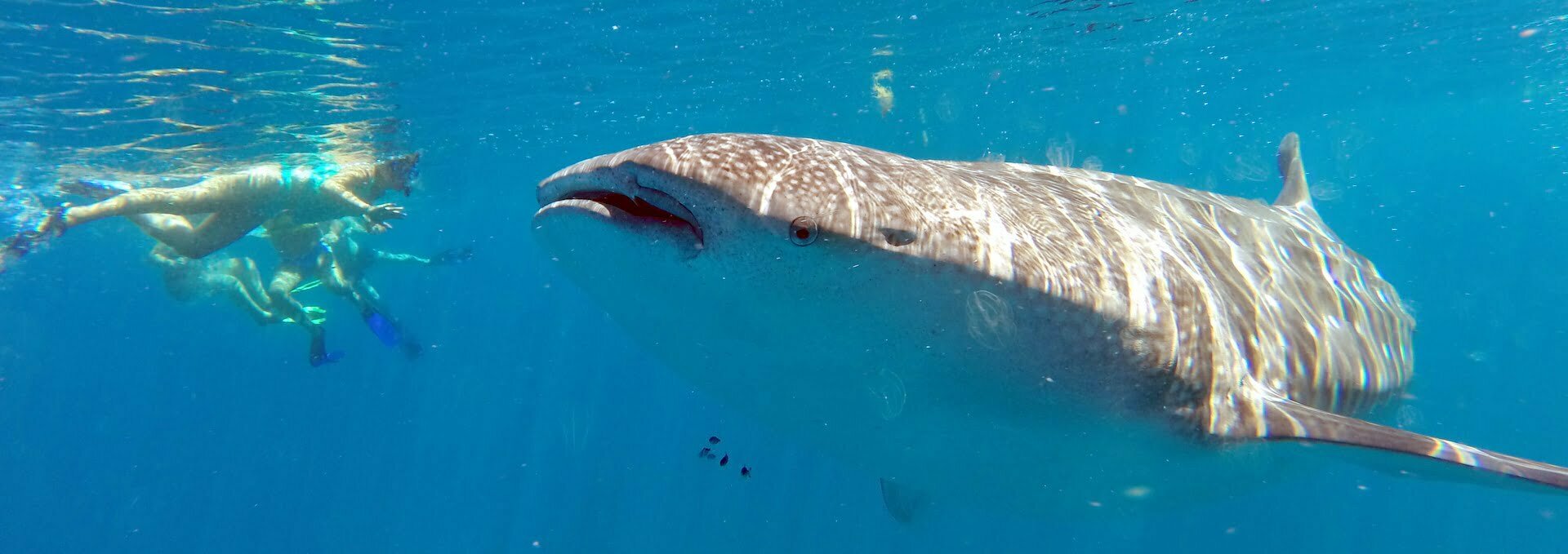 Snorkel con tiburón ballena