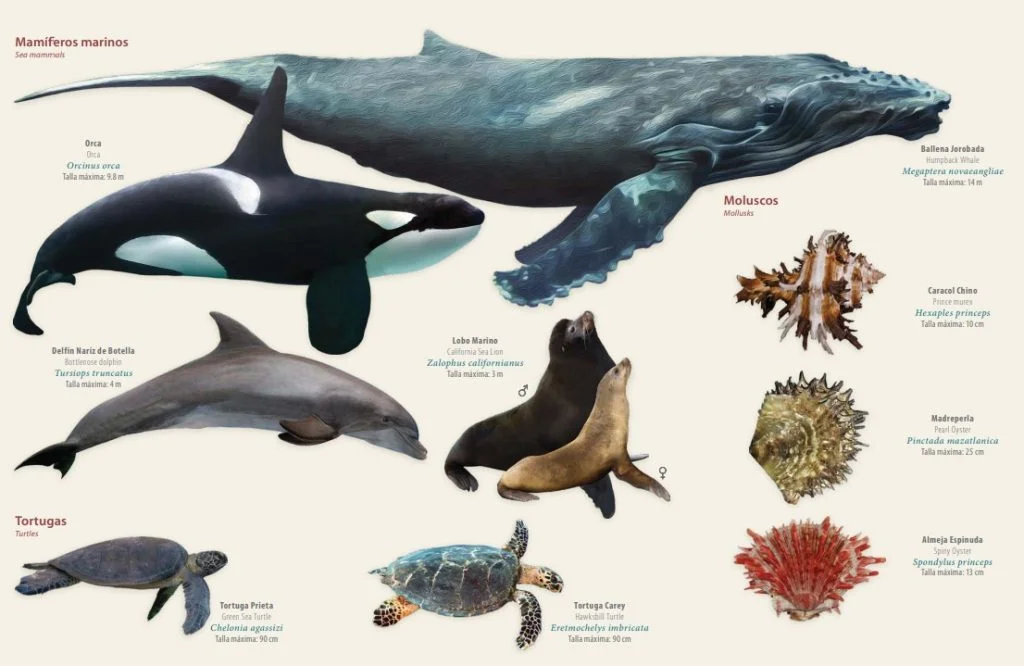 Marine Mammals and Molluscs at Isla Espiritu Santo (c) Wildcoast